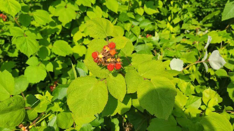 Generals Highway Corridor Park - Crownsville, MD