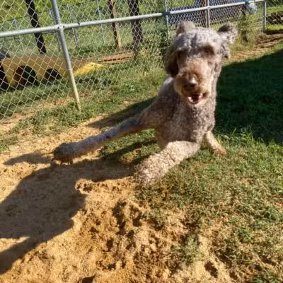 Happy Tails Pet Resort - Crownsville, MD
