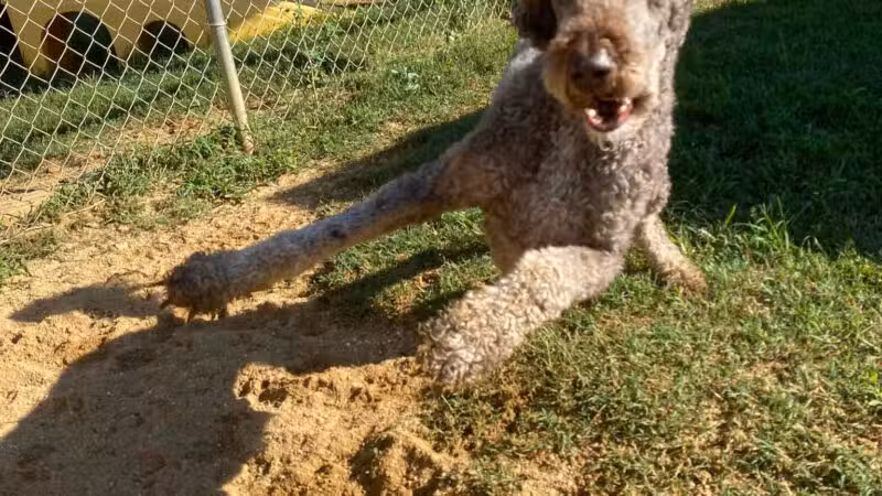 Happy Tails Pet Resort - Crownsville, MD