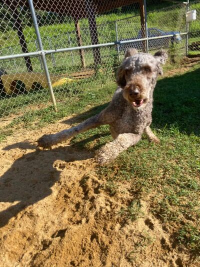 Happy Tails Pet Resort - Crownsville, MD