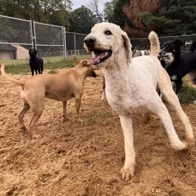 Happy Tails Pet Resort - Crownsville, MD