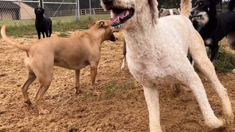 Happy Tails Pet Resort - Crownsville, MD
