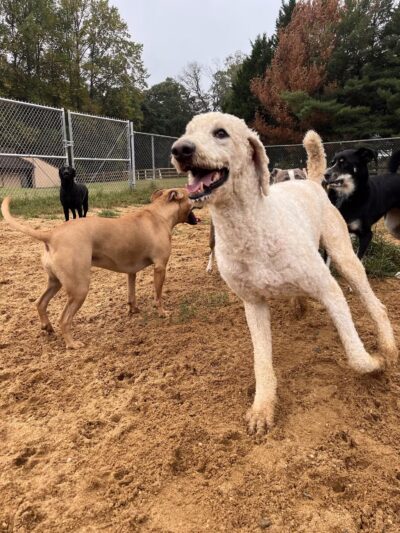 Happy Tails Pet Resort - Crownsville, MD