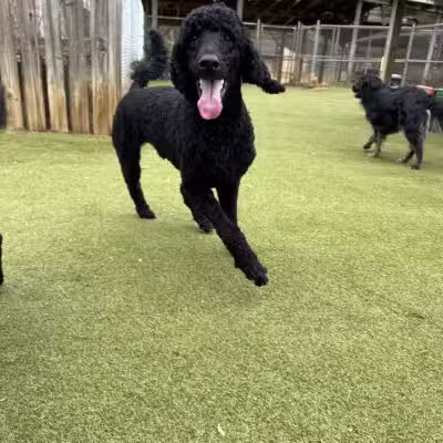 Happy Tails Pet Resort - Crownsville, MD