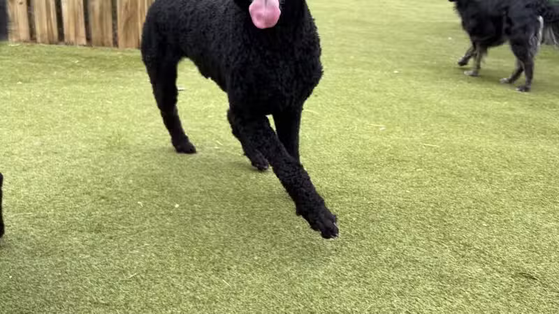 Happy Tails Pet Resort - Crownsville, MD
