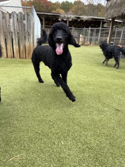 Happy Tails Pet Resort - Crownsville, MD