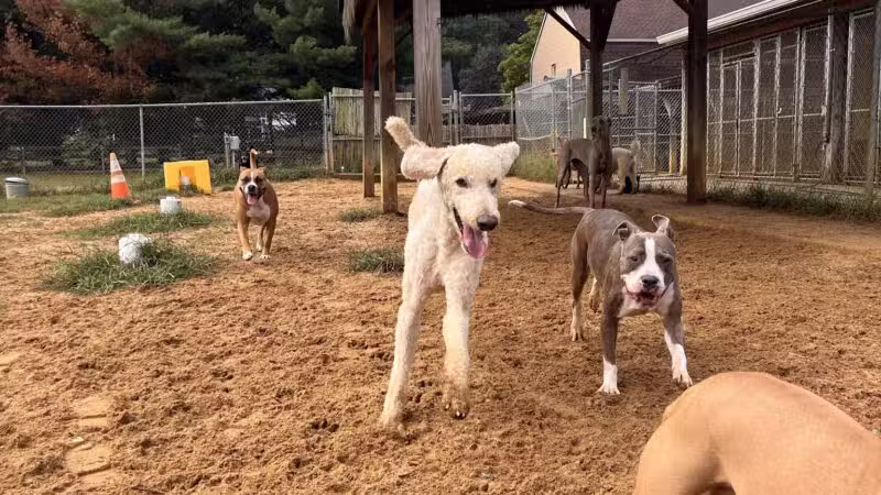 Happy Tails Pet Resort - Crownsville, MD