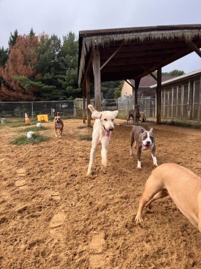 Happy Tails Pet Resort - Crownsville, MD