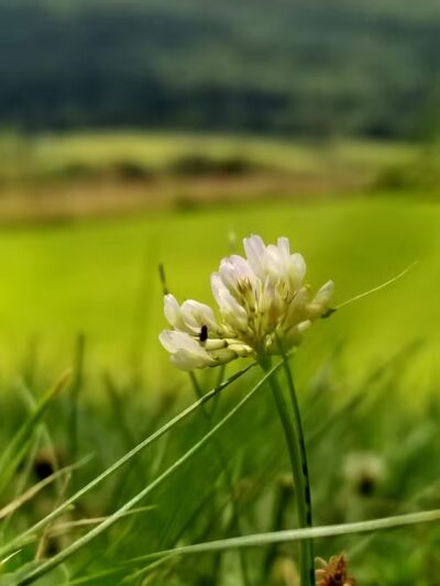Crystal Spring - Crystal Spring, PA