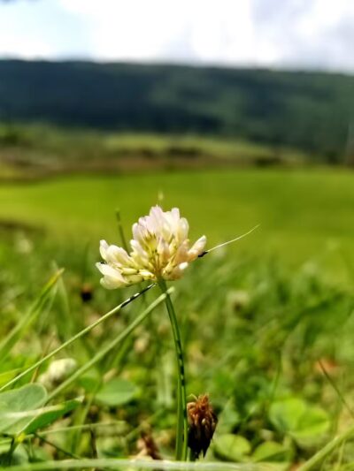 Crystal Spring - Crystal Spring, PA