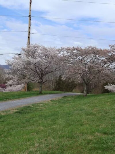 Cherry Blossom TRACK Trail Trailhead - Daleville, VA