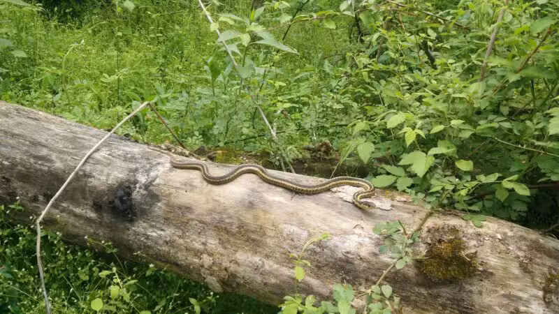 Tinker Creek - Daleville, VA