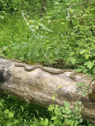 Tinker Creek - Daleville, VA