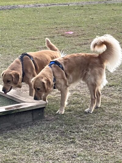 Daphne Dog Park - Daphne, AL