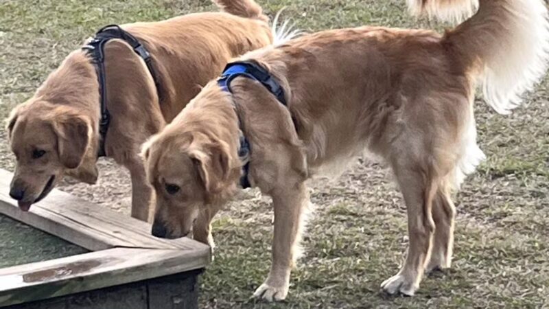 Daphne Dog Park - Daphne, AL