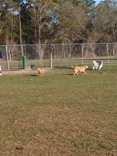 Daphne Dog Park - Daphne, AL