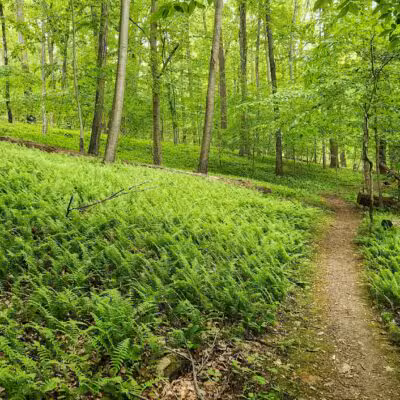 Mason-Dixon Trail Head - Darlington, MD