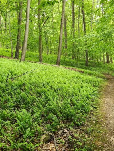 Mason-Dixon Trail Head - Darlington, MD