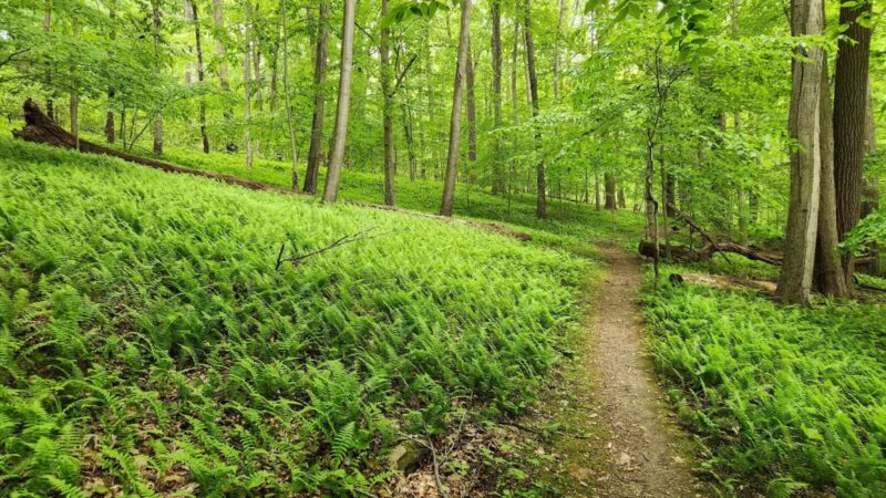 Mason-Dixon Trail Head - Darlington, MD