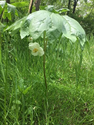Mason-Dixon Trail Head - Darlington, MD