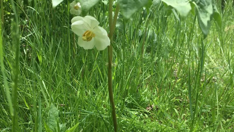 Mason-Dixon Trail Head - Darlington, MD