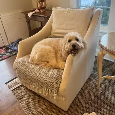 Dave’s dogs - ,