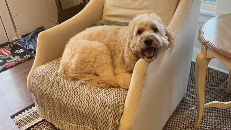 Dave’s dogs - ,