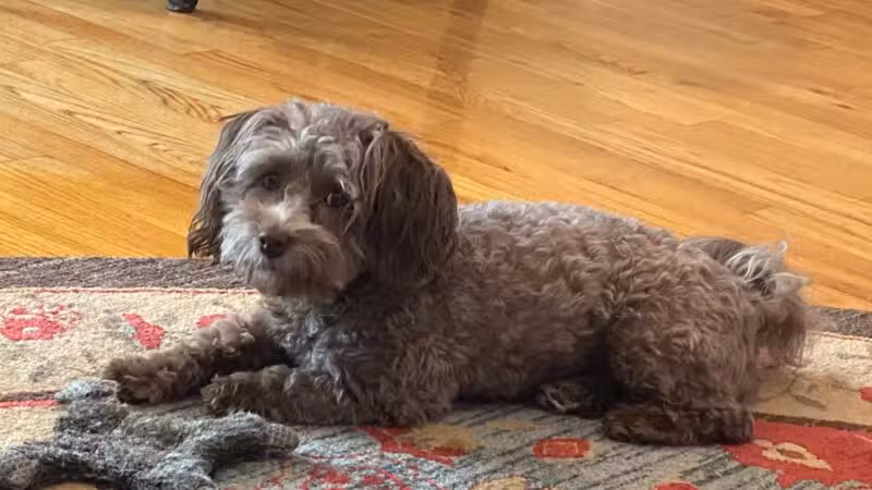 Dave’s dogs - ,
