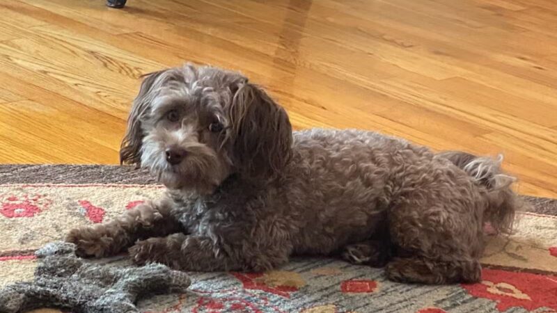 Dave’s dogs - ,