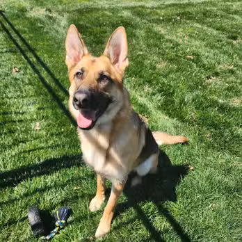 Dogwood Acres Pet Retreat - Davidsonville, MD