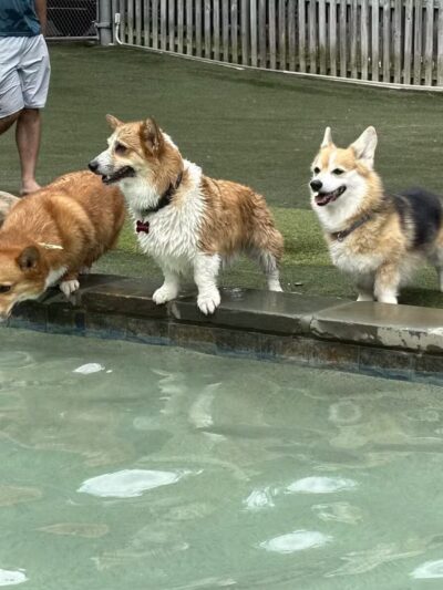 Dogwood Acres Pet Retreat - Davidsonville, MD