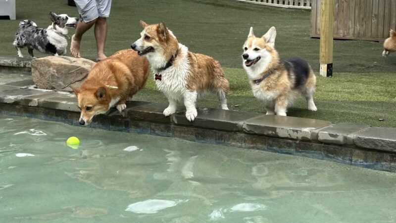 Dogwood Acres Pet Retreat - Davidsonville, MD