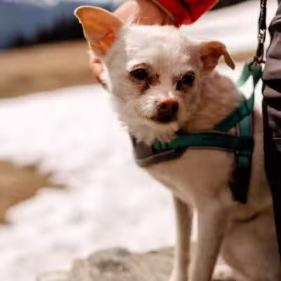 Dogwood Acres Pet Retreat - Davidsonville, MD
