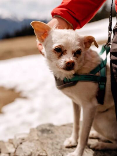 Dogwood Acres Pet Retreat - Davidsonville, MD