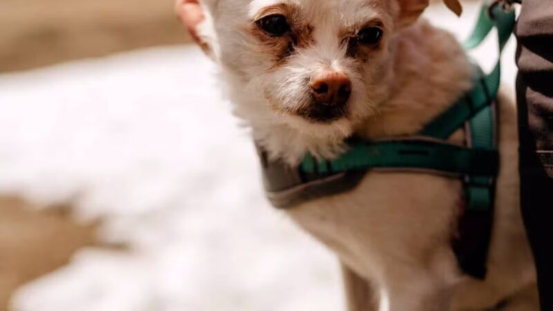 Dogwood Acres Pet Retreat - Davidsonville, MD