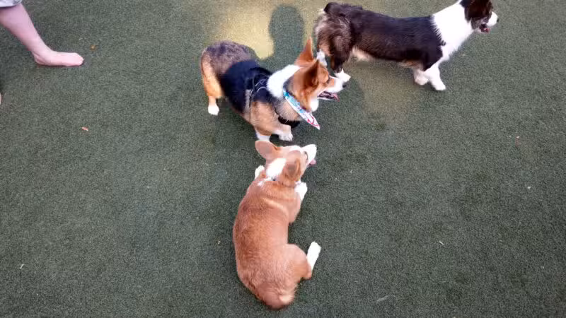 Dogwood Acres Pet Retreat - Davidsonville, MD