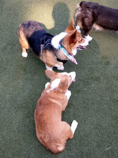 Dogwood Acres Pet Retreat - Davidsonville, MD