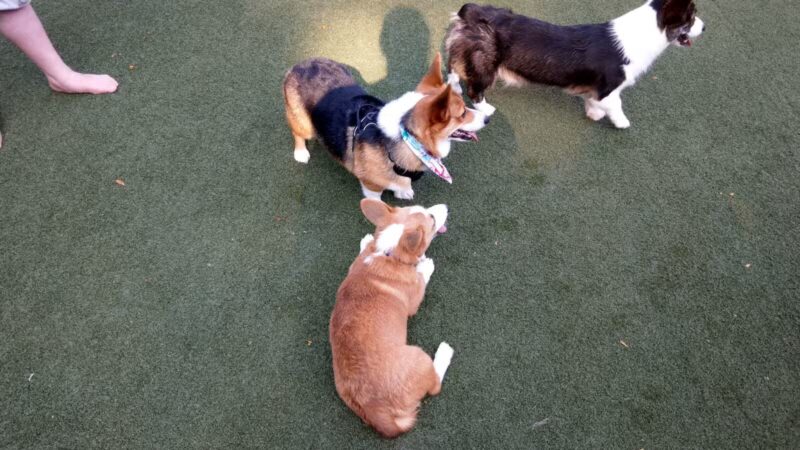 Dogwood Acres Pet Retreat - Davidsonville, MD