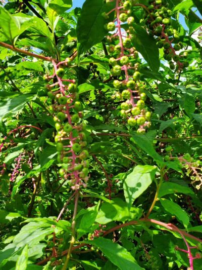 Riva Area Park - Davidsonville, MD