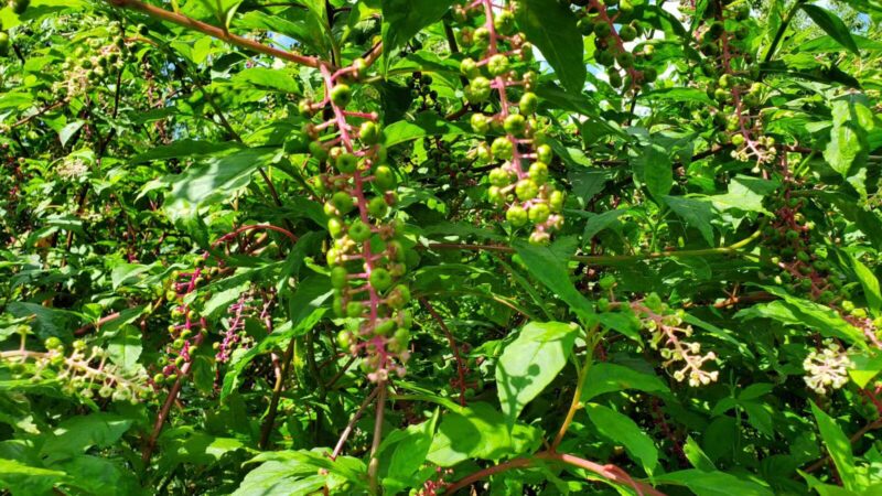 Riva Area Park - Davidsonville, MD