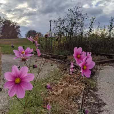Highland Dog Park - Dayton, OH