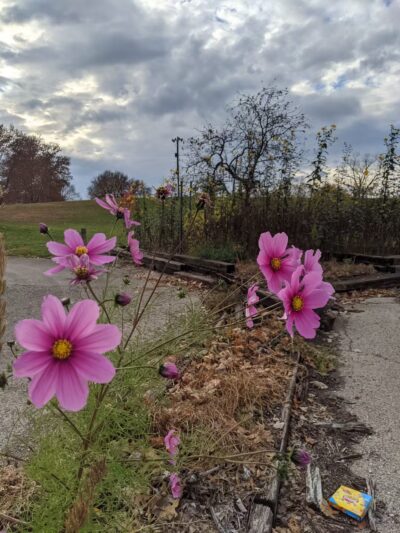 Highland Dog Park - Dayton, OH