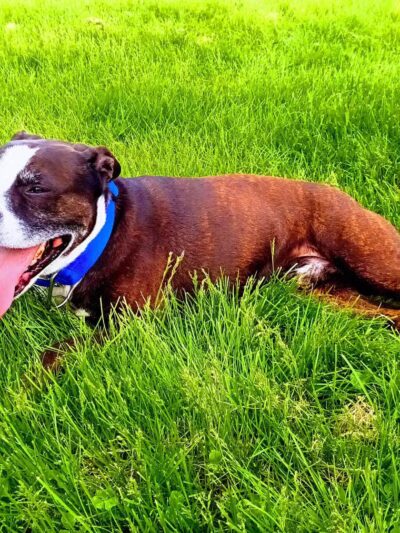 Highland Dog Park - Dayton, OH