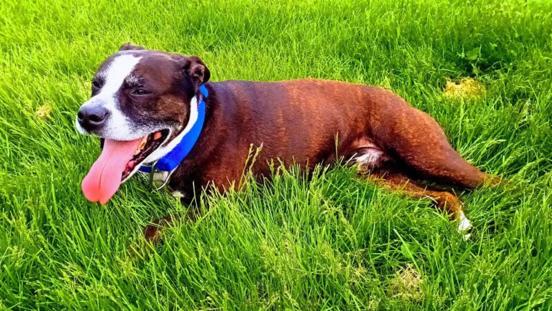 Highland Dog Park - Dayton, OH