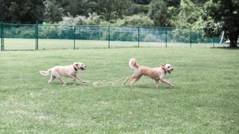 Defiance Bark And Run (Membership Required) - Defiance, OH