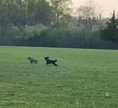 Defiance Bark And Run (Membership Required) - Defiance, OH