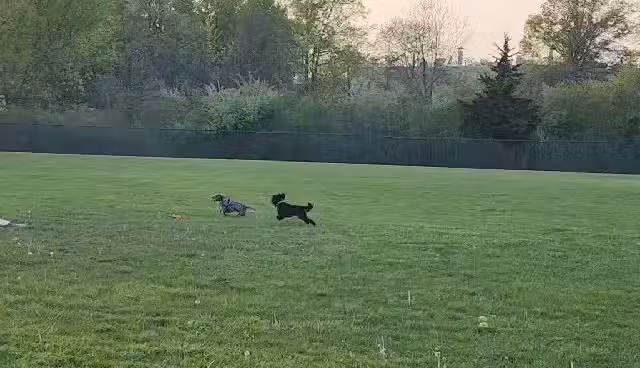 Defiance Bark And Run (Membership Required) - Defiance, OH