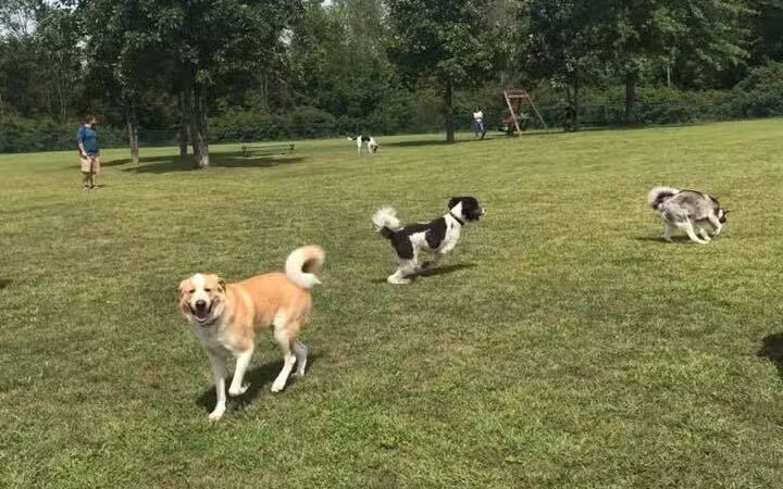 Defiance Bark And Run (Membership Required) - Defiance, OH