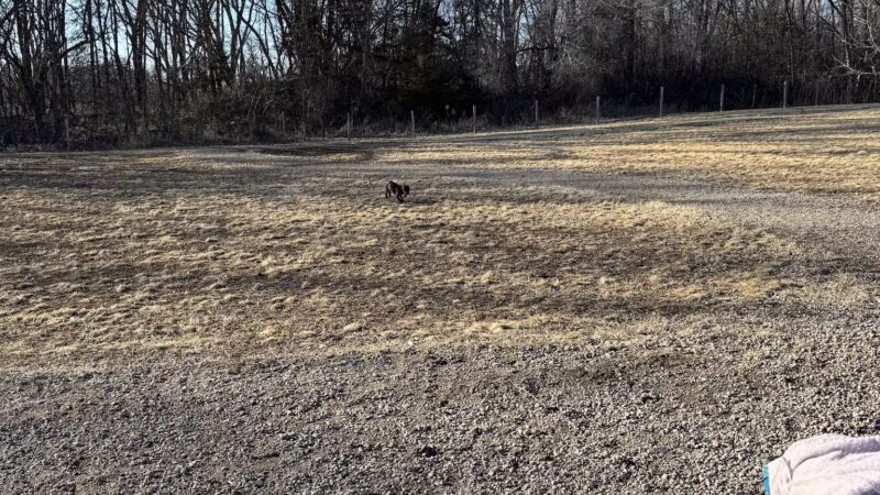 Delano Dog Park - Delano, MN