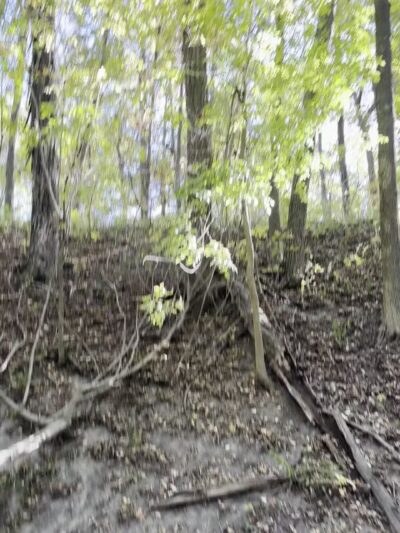 Moyer-Gould Woods - Delphi, IN